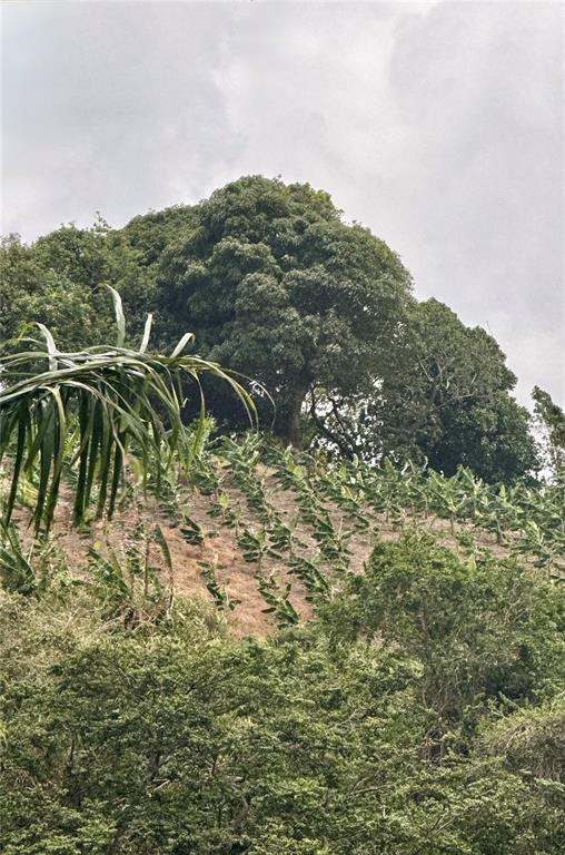 A hillside landscape features rows of young banana plants below a cluster of mature trees — Km 0.9 ROUTE 759, MAUNABO, PR