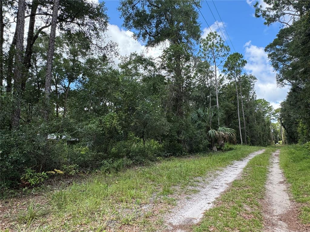 A dirt path runs alongside a dense, wooded area under a blue sky — NW 58TH PLACE, CHIEFLAND, FL