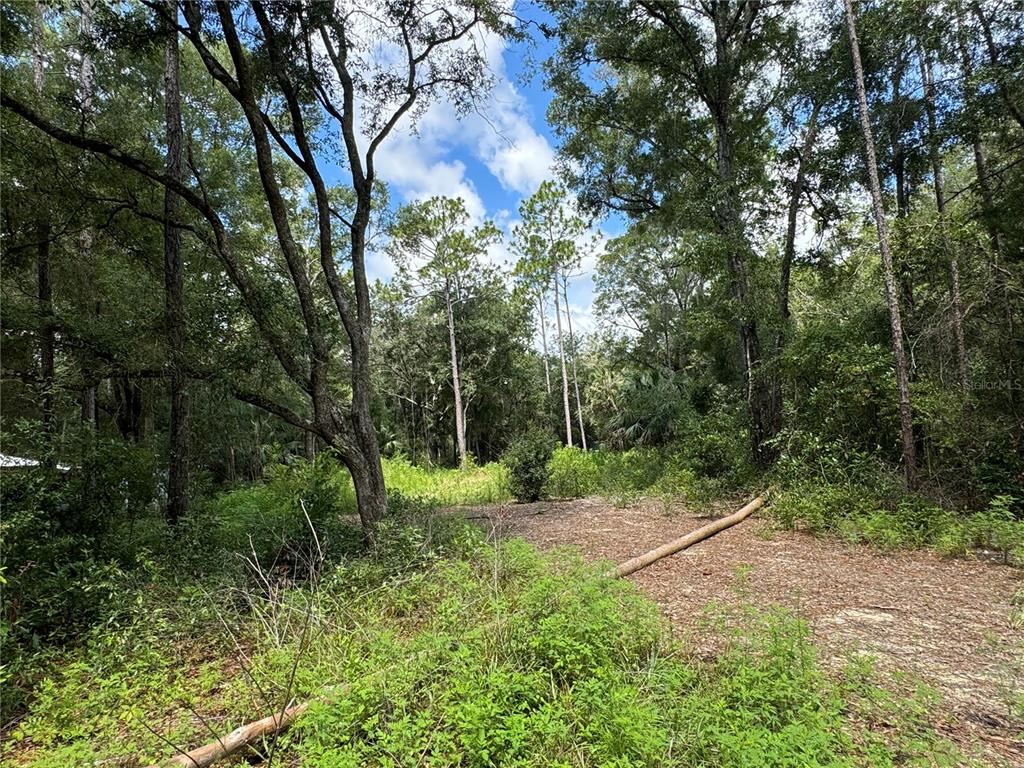 A wooded, undeveloped plot of land with a cleared area and scattered fallen branches — NW 58TH PLACE, CHIEFLAND, FL