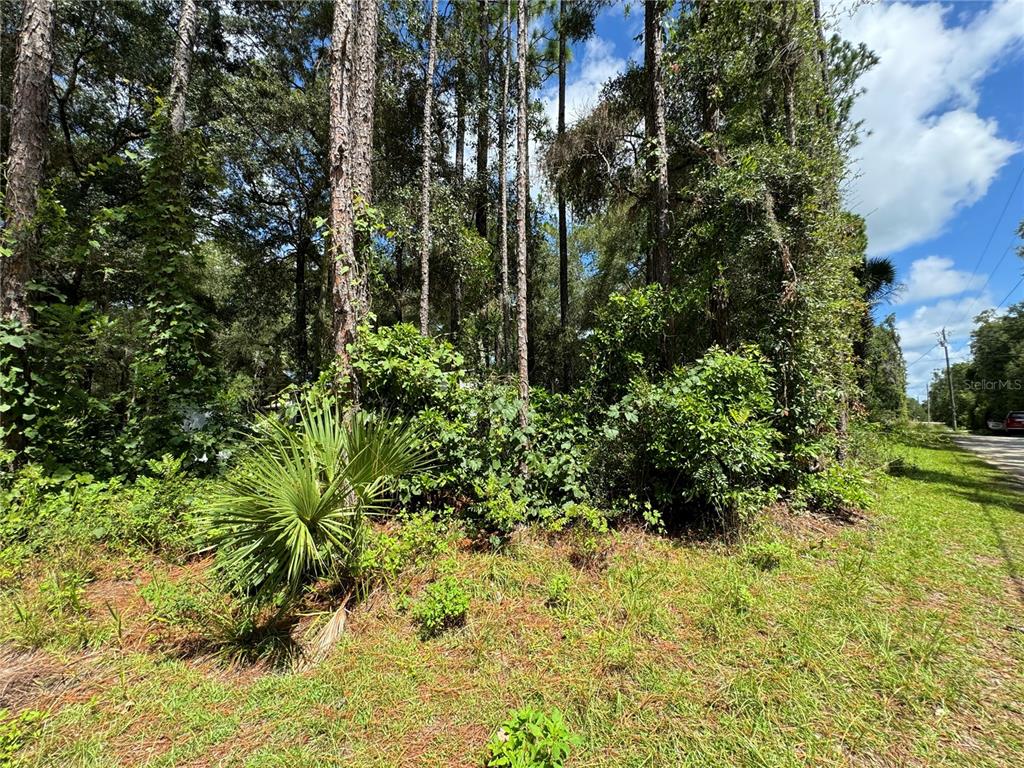 A wooded lot with tall pine trees and dense undergrowth borders a paved road — NW 58TH PLACE, CHIEFLAND, FL
