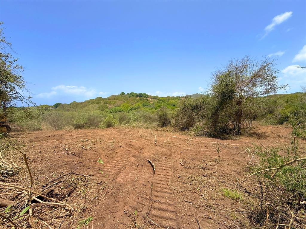 A cleared dirt lot with tire tracks leads toward a hillside covered in dense vegetation — 55 CALLE DE BATU, VIEQUES, PR