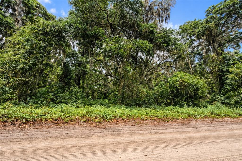 A dirt road runs in front of a densely wooded lot with large, moss-covered trees — TBD NE 52ND COURT, ANTHONY, FL