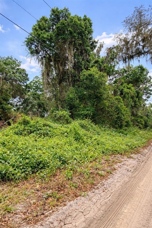 A dirt road runs alongside a dense, overgrown lot with large, moss-covered trees — TBD NE 52ND COURT, ANTHONY, FL