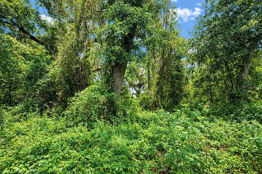 A dense, wooded lot filled with lush green trees, shrubs, and ground cover vegetation — TBD NE 52ND COURT, ANTHONY, FL