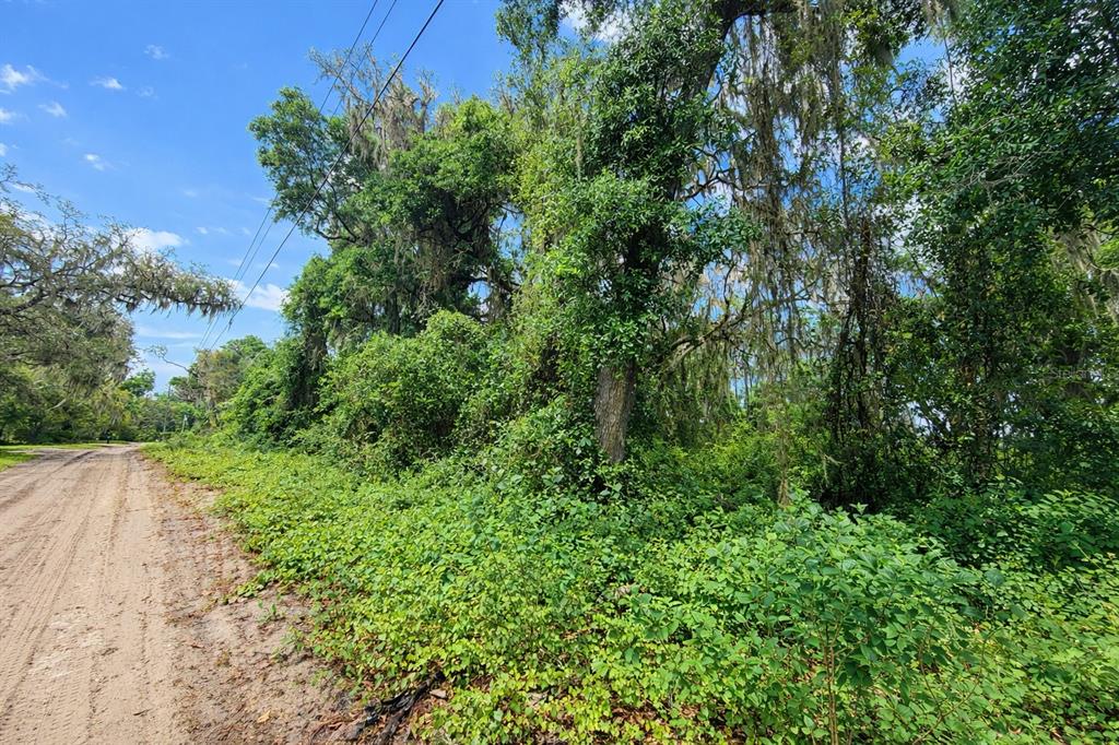 A dirt road runs alongside a dense, wooded area filled with trees and thick vegetation — TBD NE 52ND COURT, ANTHONY, FL