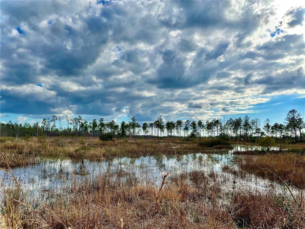 A view of a grassy, marshy field with standing water and a line of trees — 19858 STATE ROAD 52, LAND O LAKES, FL