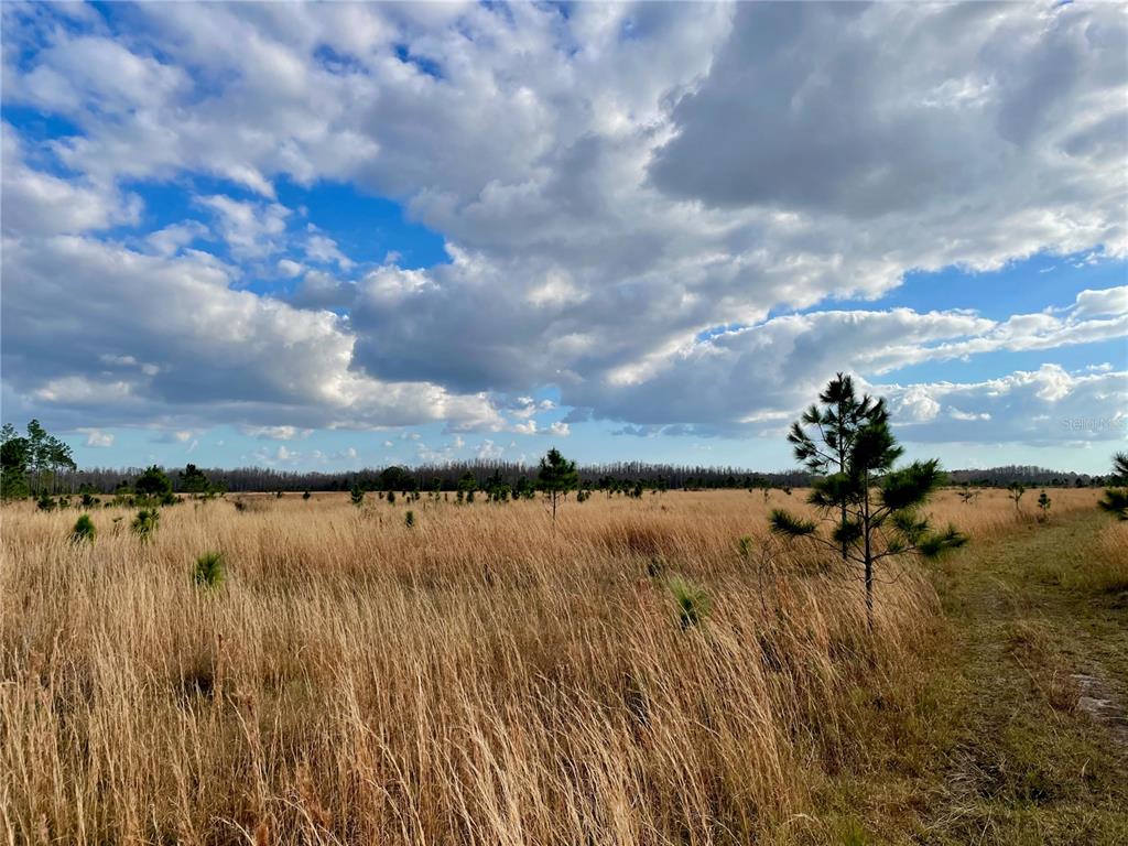 A wide, grassy field with scattered pine trees under a cloudy blue sky — 19858 STATE ROAD 52, LAND O LAKES, FL