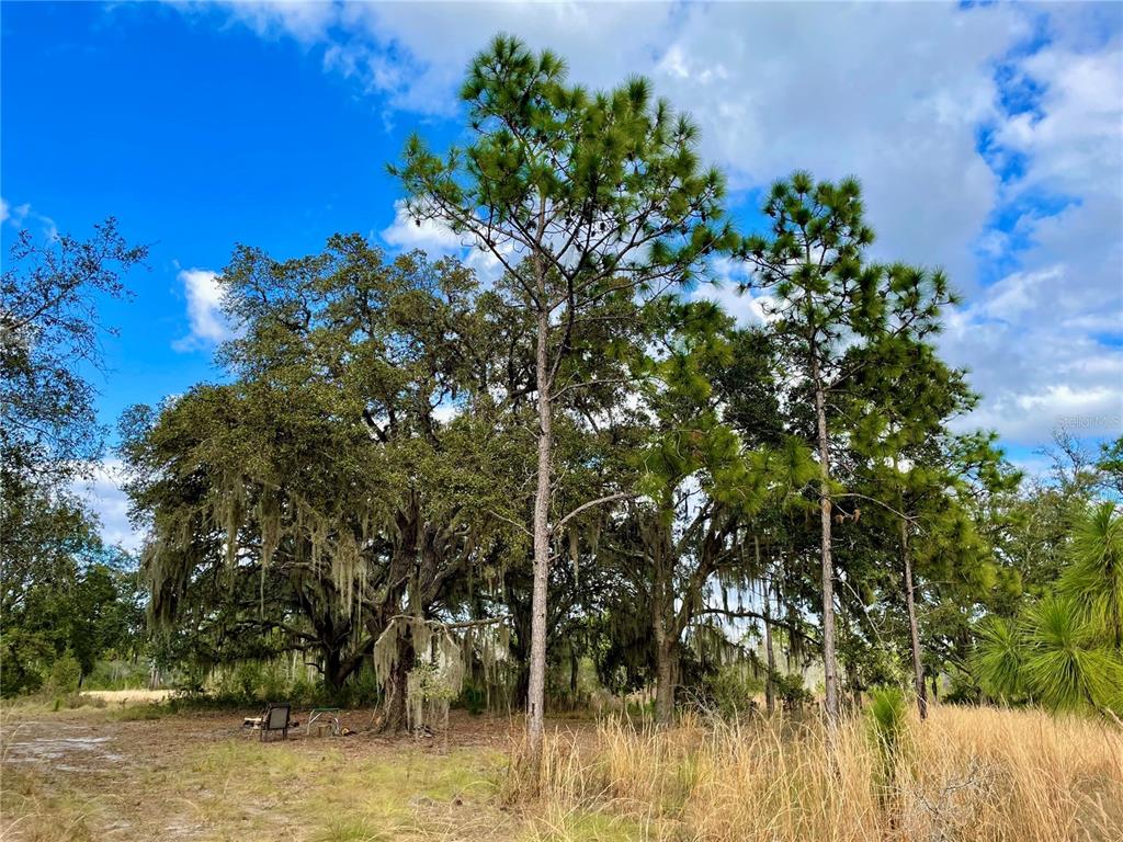 Tall pine trees and large oak trees with Spanish moss stand in a grassy field — 19858 STATE ROAD 52, LAND O LAKES, FL