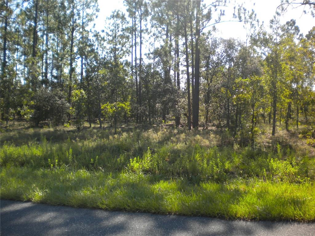 A grassy, wooded vacant lot sits adjacent to an asphalt road — LOT14 SE 136 TH TERRACE, DUNNELLON, FL