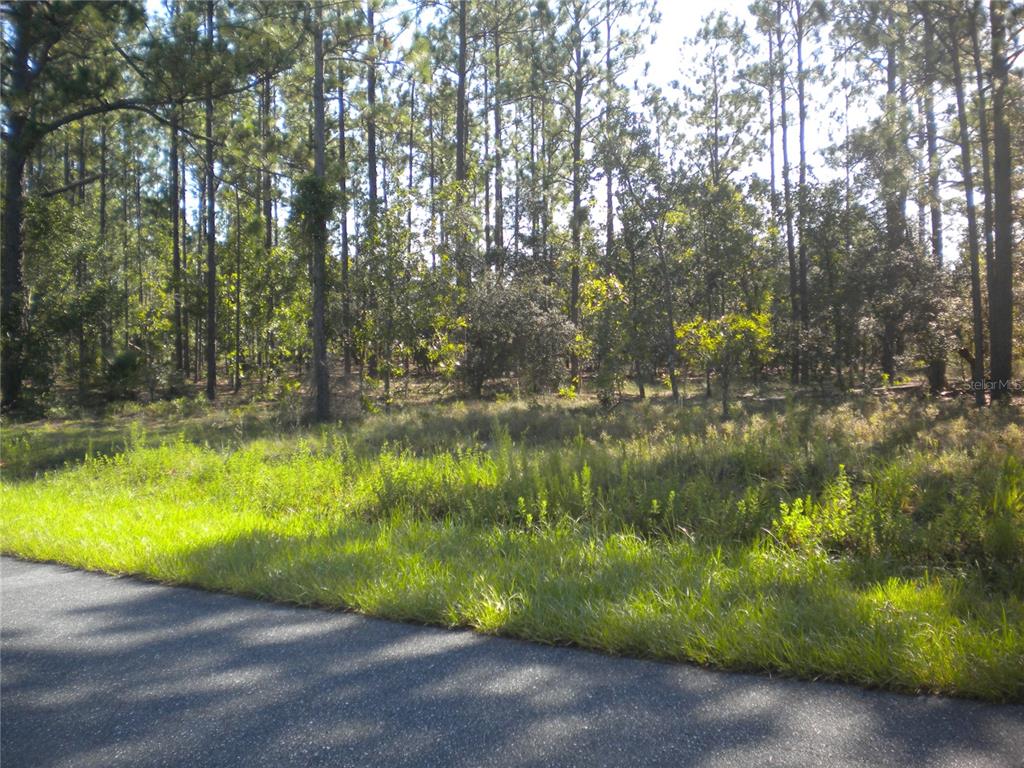 A paved road runs alongside a grassy, wooded lot filled with tall pine trees — LOT14 SE 136 TH TERRACE, DUNNELLON, FL