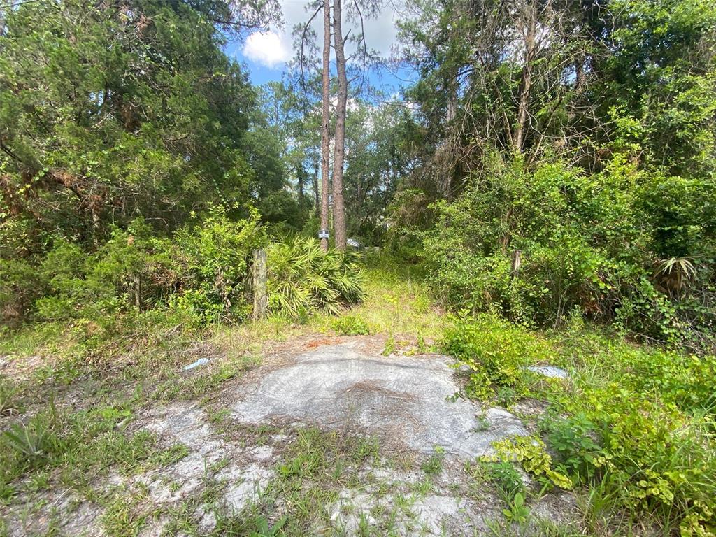A dirt path leads into a wooded area with dense vegetation and tall pine trees — 13701 NE 66TH AVENUE, CITRA, FL