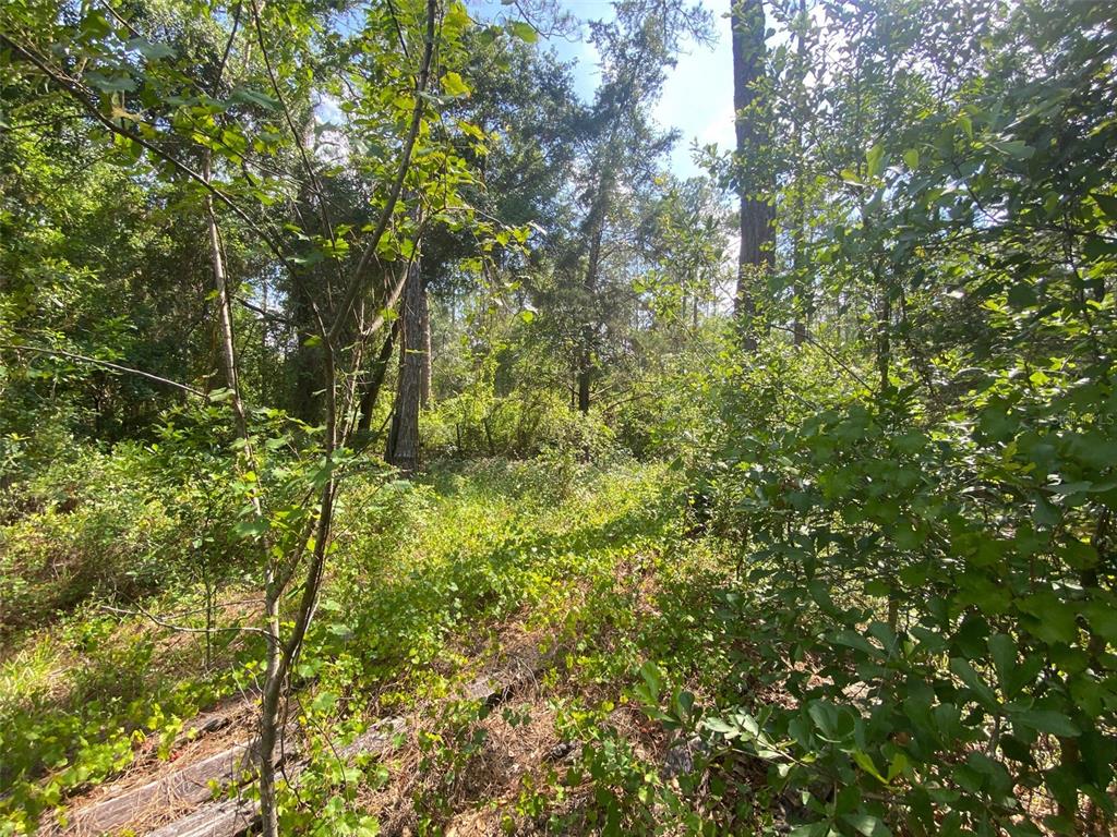 A view of a densely wooded, undeveloped lot with thick green vegetation and tall trees — 13701 NE 66TH AVENUE, CITRA, FL