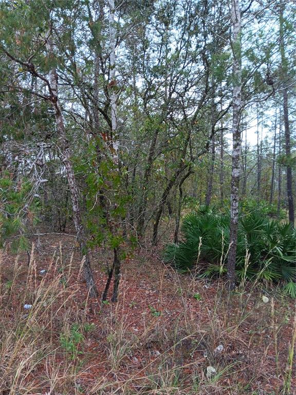 A wooded lot features scattered pine trees, scrub oaks, and low-growing palmetto bushes — 5144 W OSMOND LANE, DUNNELLON, FL