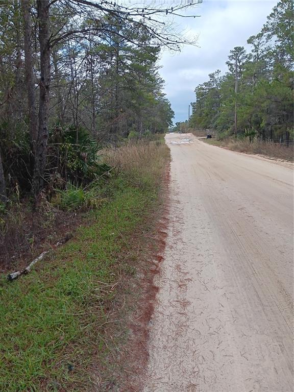A dirt road runs alongside a wooded area with pine trees and low-lying vegetation — 5144 W OSMOND LANE, DUNNELLON, FL