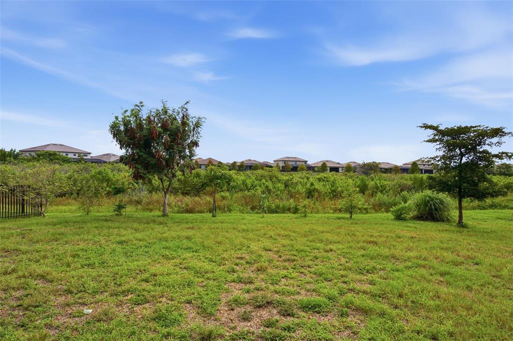 A grassy backyard features a few small trees and a dense hedge bordering distant houses — 15335 SERENE SHORES LOOP, BRADENTON, FL