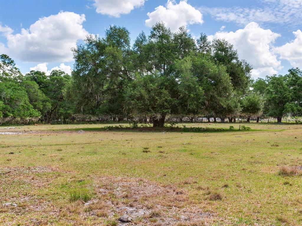A large, mature oak tree stands in the center of a grassy, open field — 12005 KNIGHTS GRIFFIN ROAD, THONOTOSASSA, FL