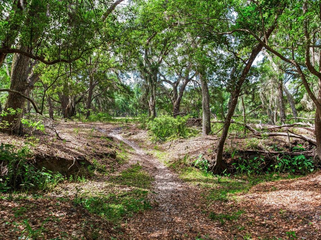 A dirt path winds through a wooded area with mature trees and dappled sunlight — 12005 KNIGHTS GRIFFIN ROAD, THONOTOSASSA, FL