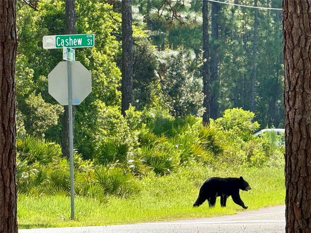 CASHEW STREET, EUSTIS, FL — photo 2 of 25
