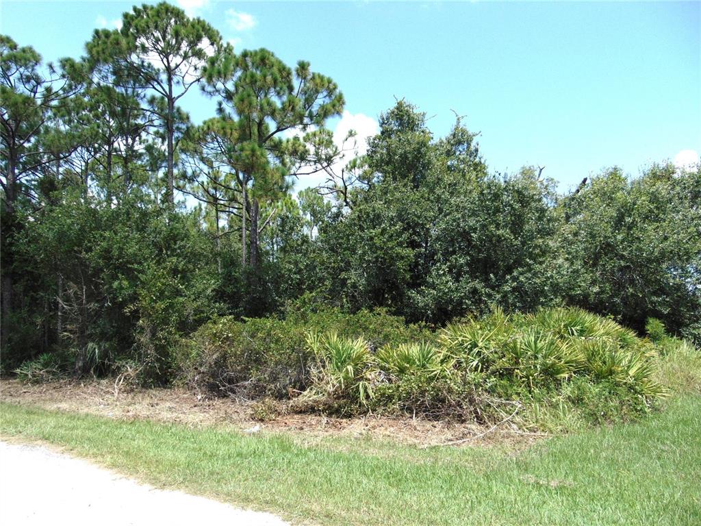 A grassy roadside leads to a dense area of trees and low-lying palmetto bushes — 23376 CORINNE AVENUE, PORT CHARLOTTE, FL