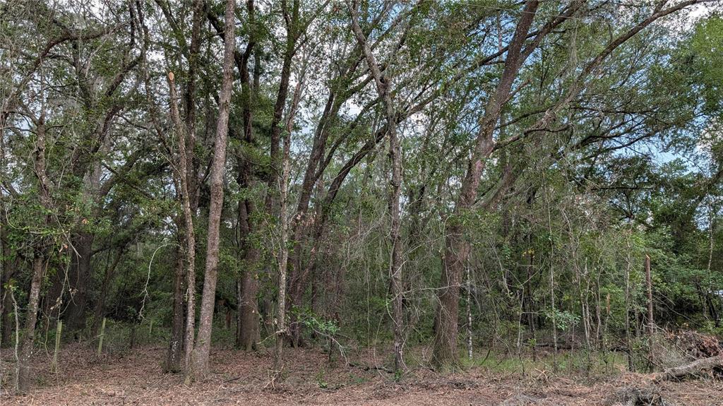 A wooded lot with mature trees and a wire fence in a natural setting — TBD NE 108TH PLACE, WALDO, FL