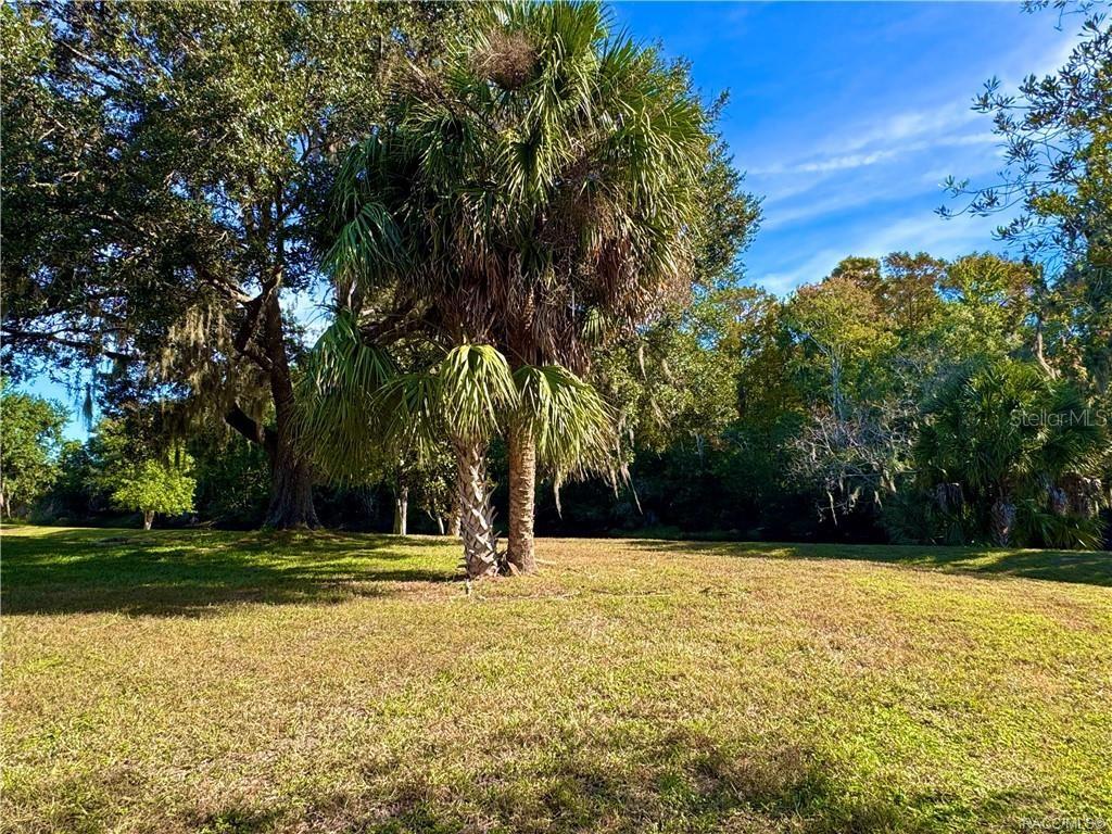 A grassy lot features a large palm tree and mature trees under a blue sky — 163 N GOLF HARBOR PATH, INVERNESS, FL