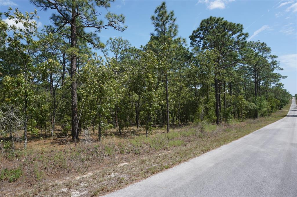 A paved road runs alongside a wooded lot with pine and oak trees — TBD NW TREE TOP ROAD, DUNNELLON, FL