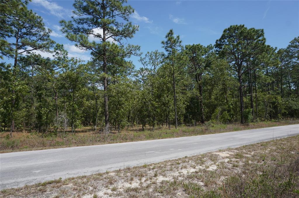 A paved road runs alongside a wooded lot with tall pine and deciduous trees — TBD NW TREE TOP ROAD, DUNNELLON, FL