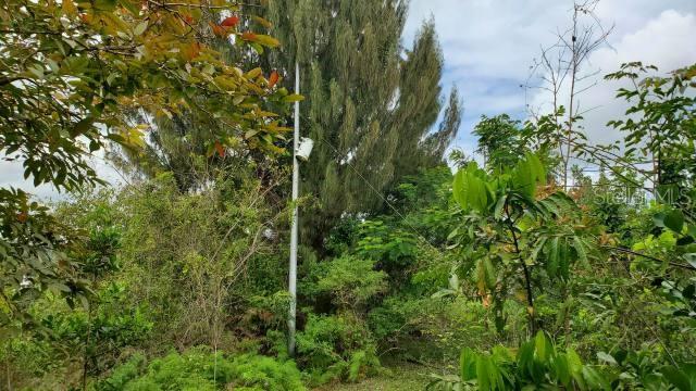 A utility pole stands amidst dense trees and overgrown vegetation in a wooded outdoor area — KM. 1.8 PR-678, VEGA ALTA, PR