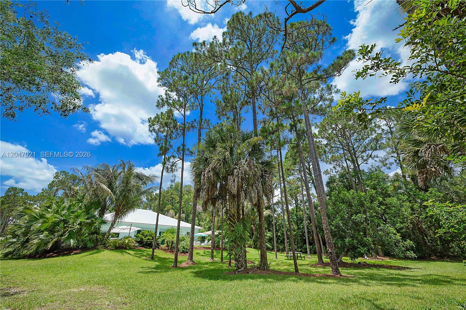 A grassy backyard features tall pine trees, a palm tree, and a white house — 12127 N 154th Rd N, Jupiter FL 33478, JUPITER, FL