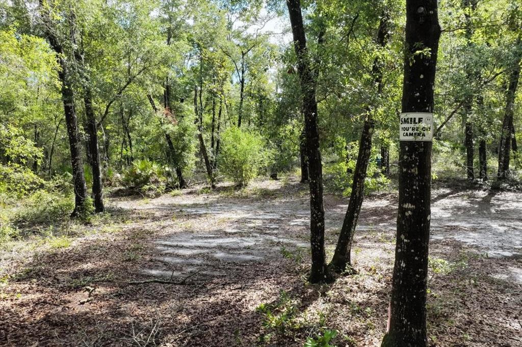 A wooded lot features a sandy clearing and a tree with a security camera sign — 0000 SW COUNTY ROAD 347, CHIEFLAND, FL