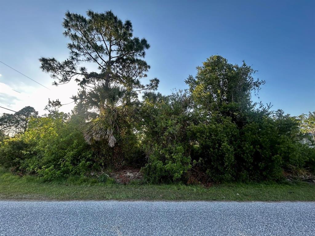 A vacant, wooded lot with a tall pine tree and dense vegetation borders a paved road — LOT 21 ARMOUR TERRACE, NORTH PORT, FL