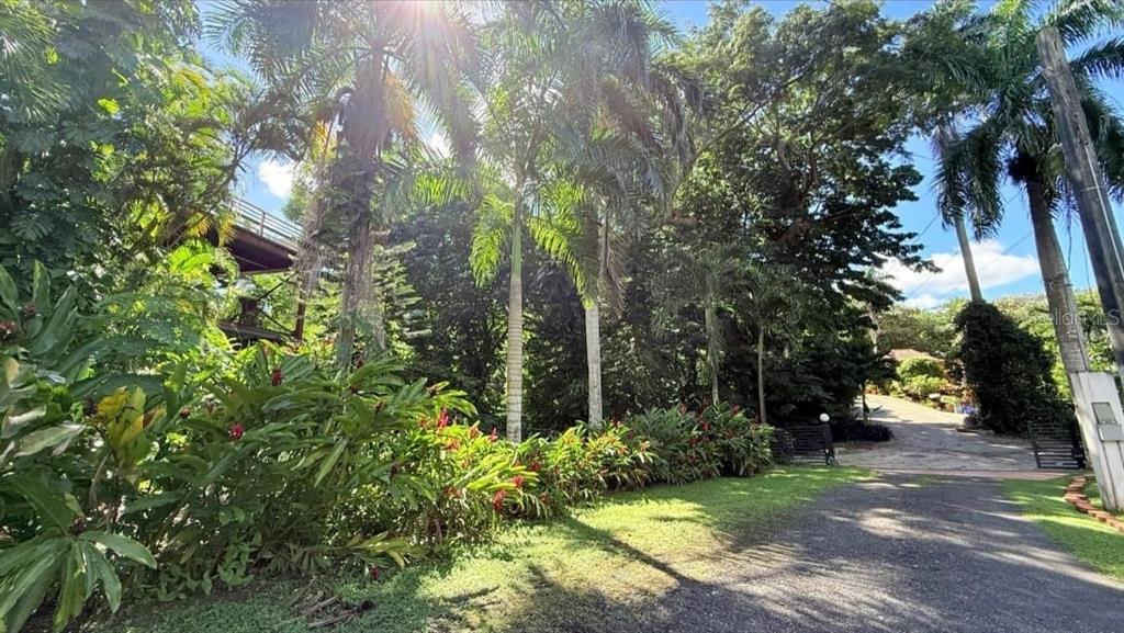 A gravel driveway leads toward a lush, tropical landscape with tall palm trees and foliage — 177 VANDA STREET, GUAYNABO, PR