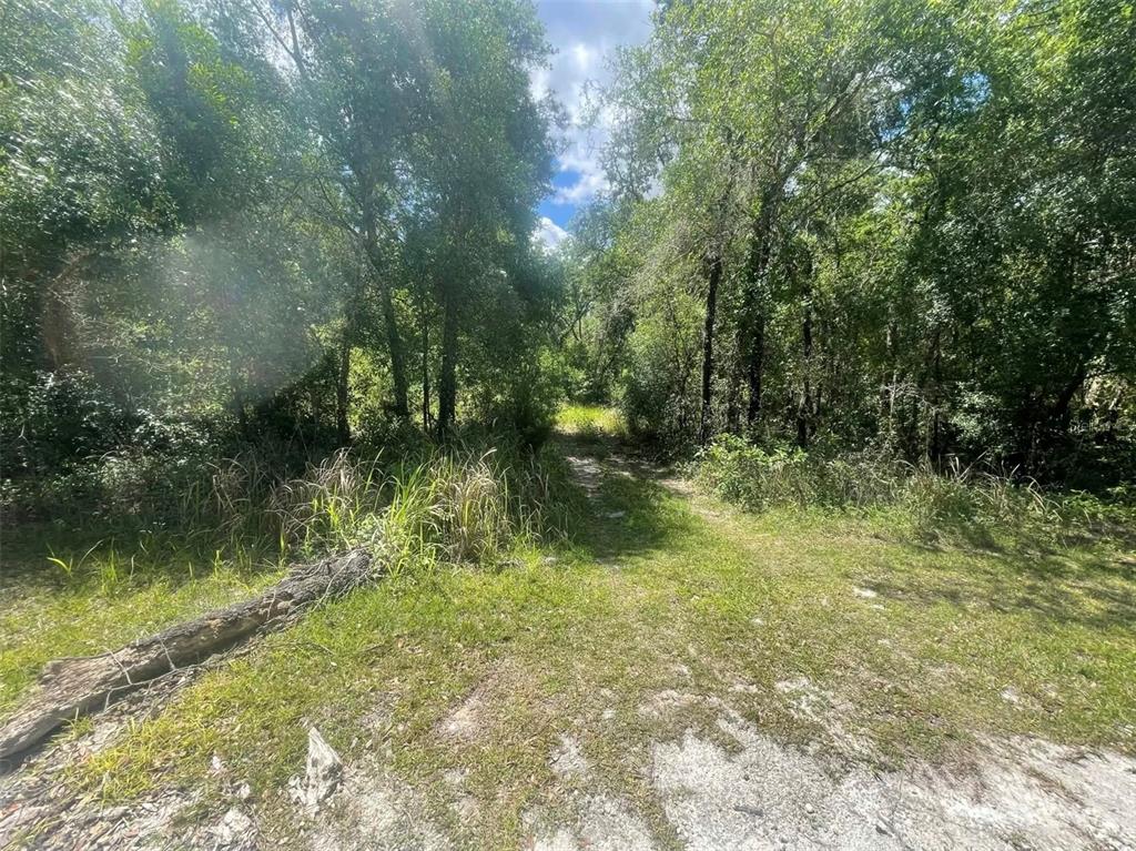 A dirt path leads into a dense, wooded area with a fallen log in the foreground — 0 HAAS DRIVE, WEBSTER, FL