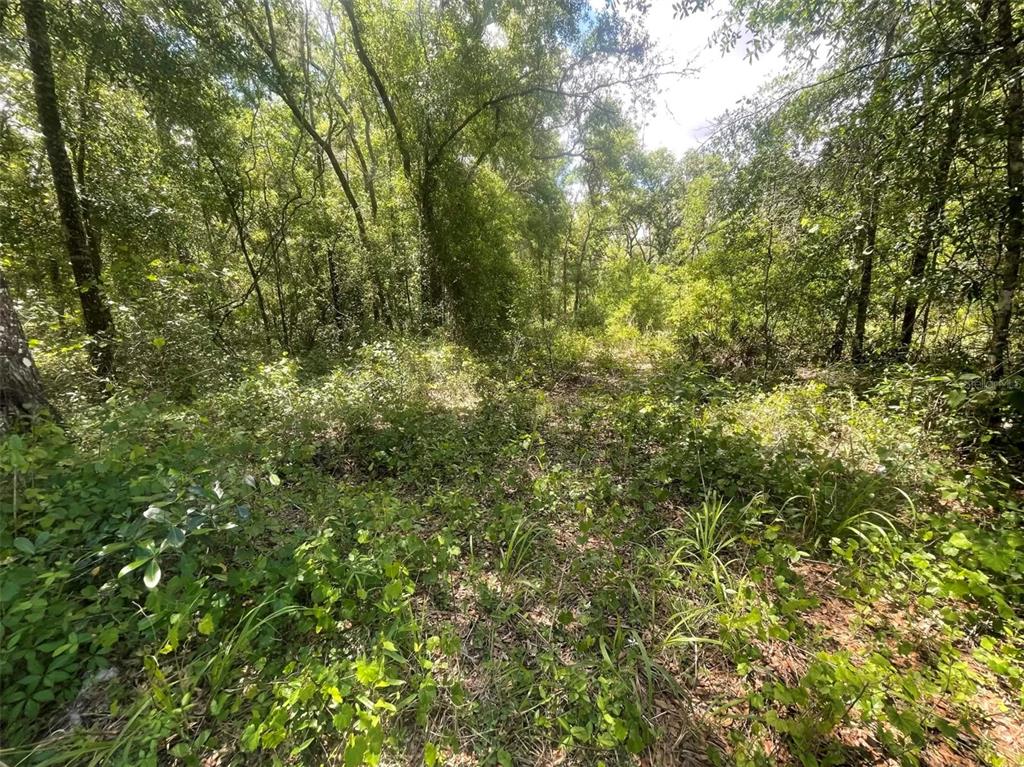 A view of a wooded lot covered in dense green vegetation and mature trees — 0 HAAS DRIVE, WEBSTER, FL