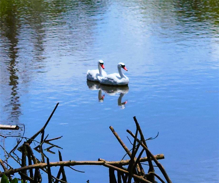 Two white swan decoys float on a calm pond near a cluster of bare branches — 6977 EDGEWATER DRIVE, NEW PORT RICHEY, FL