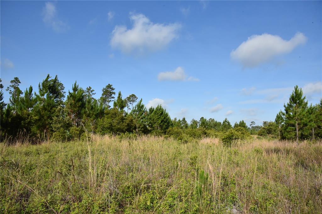 A grassy field leads to a line of pine trees under a blue sky — 22370 NE 130TH AVENUE, FORT MC COY, FL