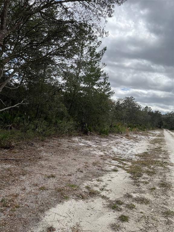 A sandy dirt road runs alongside a wooded lot with dense trees and vegetation — 0 NE 144TH COURT, FORT MC COY, FL