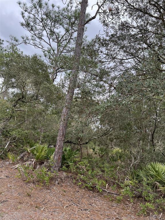 A tall pine tree stands in a wooded area with dense undergrowth and palmetto plants — 0 NE 144TH COURT, FORT MC COY, FL