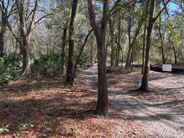 A dirt path winds through a wooded area with scattered leaves and palmetto plants — 0 County Rd 54, FL 33849, FL
