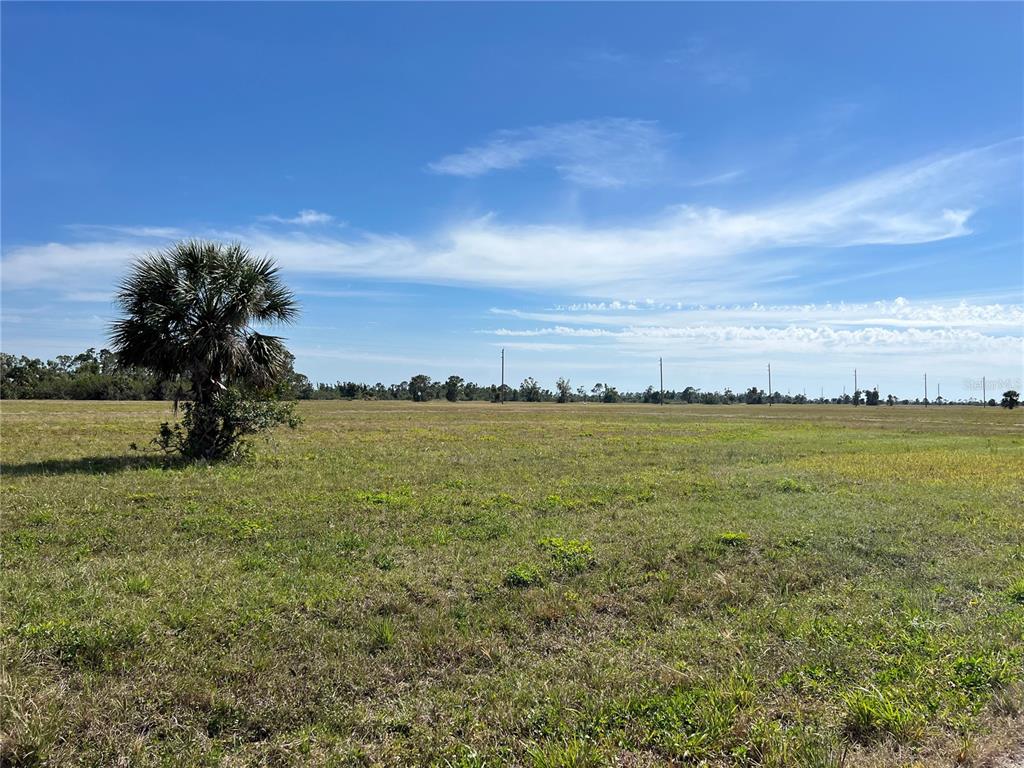 A wide, flat, grassy field under a blue sky with a single palm tree — 12386 GREENLING WAY, PLACIDA, FL