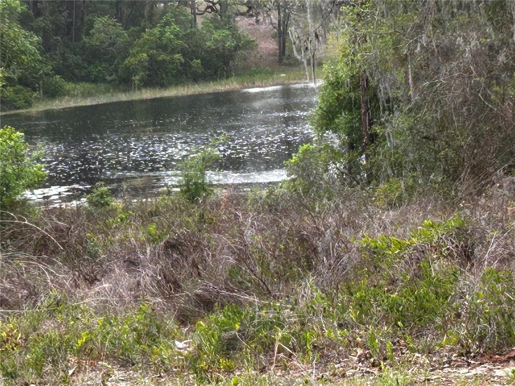 A view of a dark pond surrounded by trees and dense brush — TBD SE 52ND PLACE, OCKLAWAHA, FL