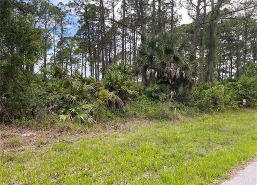 A wooded, undeveloped lot with dense vegetation, palm trees, and pine trees along a road — 3015 EISENHOWER STREET W, INVERNESS, FL