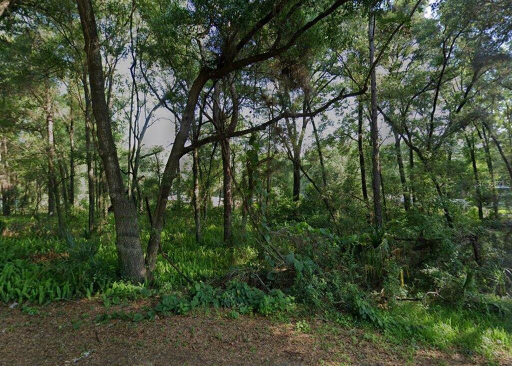 A dense, wooded lot with mature trees and thick undergrowth under a bright sky — 3015 EISENHOWER STREET W, INVERNESS, FL