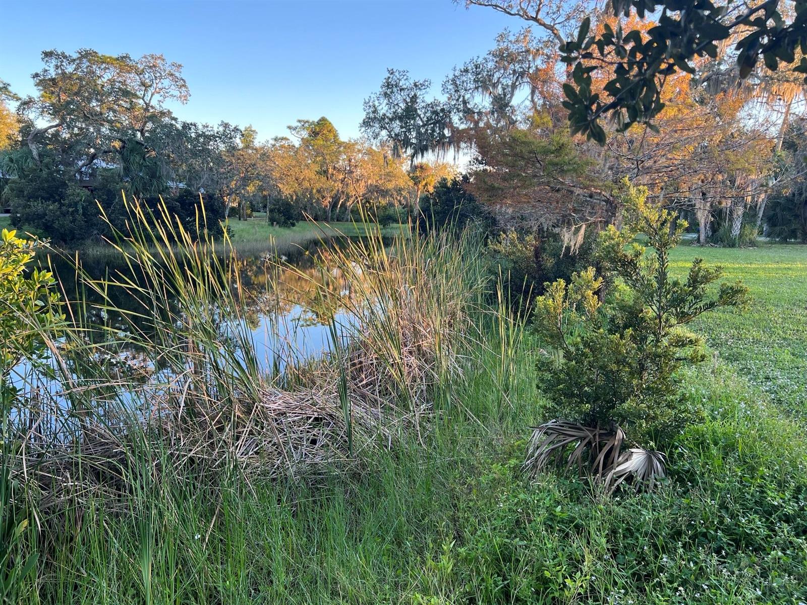 A pond surrounded by tall grasses and trees under a clear blue sky — 11324 Ganesh Way, Sebastian FL 32958, SEBASTIAN, FL