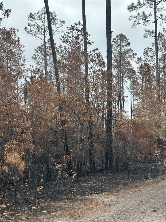A wooded area with scorched ground and brown, fire-damaged foliage following a wildfire — TBD NW 2ND AVENUE, PALATKA, FL