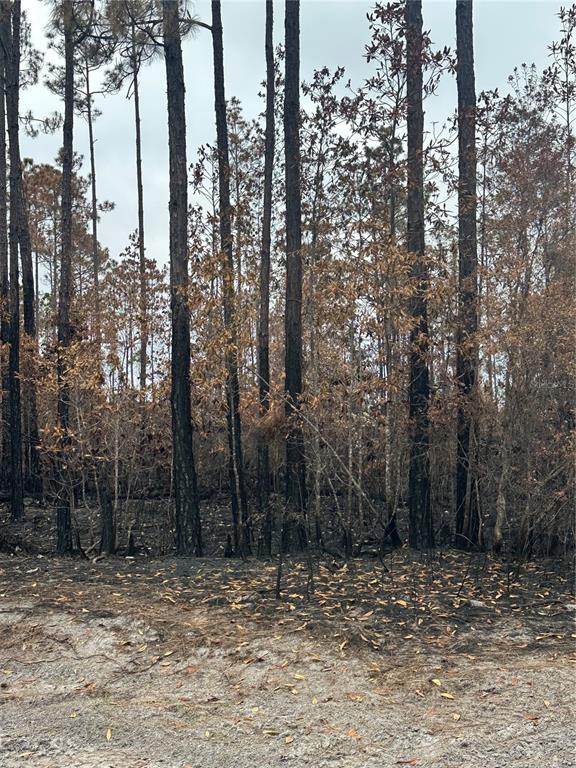 A wooded area shows signs of a recent fire with scorched ground and brown leaves — TBD NW 2ND AVENUE, PALATKA, FL