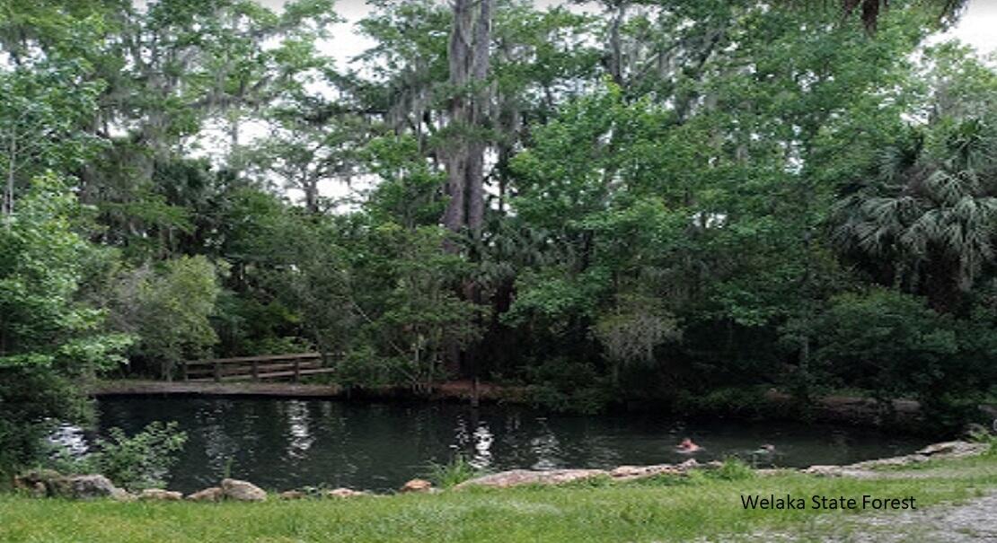 A swimming hole surrounded by trees and a wooden bridge in Welaka State Forest — 175 Park Avenue, FL 32148, FL