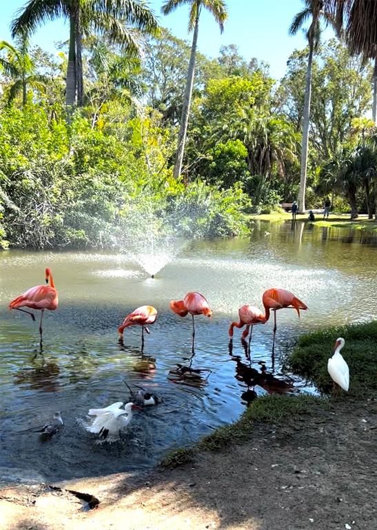 A group of flamingos and other birds wade in a pond with a fountain — 168 ROTONDA BOULEVARD E, ROTONDA WEST, FL