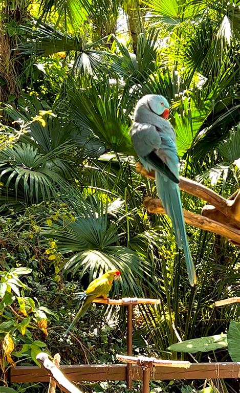 A blue parrot sits on a branch above a smaller green parrot in a garden — 168 ROTONDA BOULEVARD E, ROTONDA WEST, FL