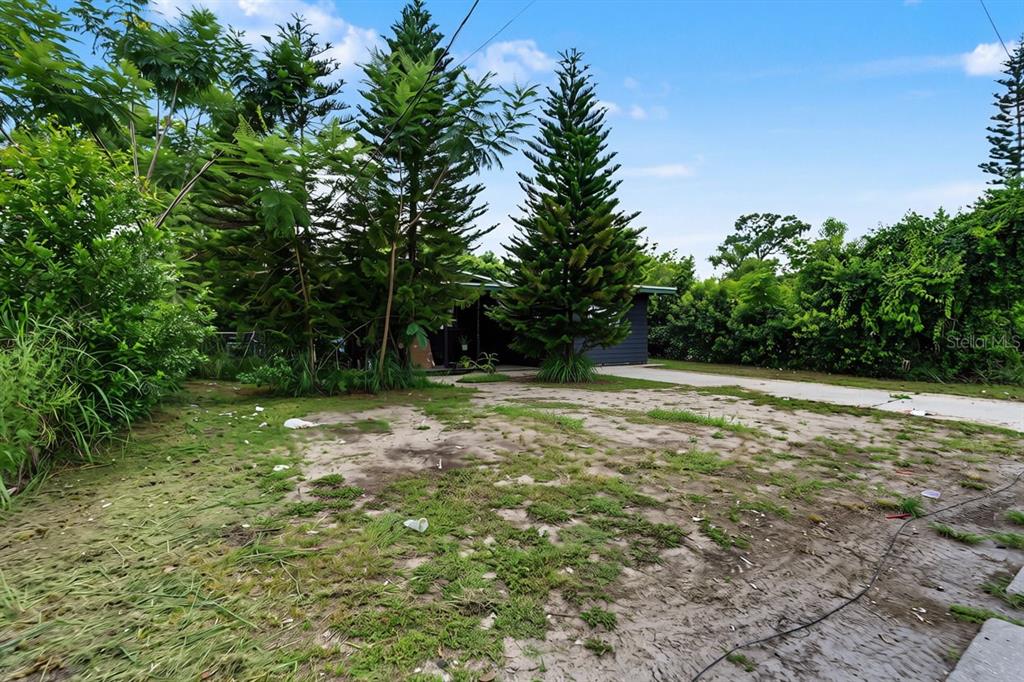 A dirt yard with sparse grass and tall pine trees in front of a house — 1803 E BOUGAINVILLEA AVENUE, TAMPA, FL